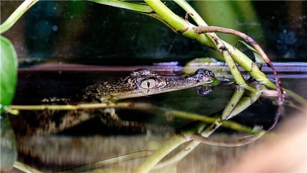 Ein Beulenkrokodilbaby schwimmt in der Tropenhalle des „Seelter Reptilienhuus“, einem privat geführten Zoo im niedersächsischen Saterland, durch das Wasser.