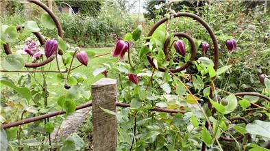 Blick in einen Garten