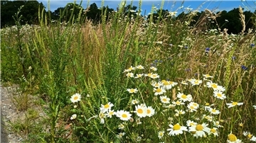 Weiße Blüten am Feldrand