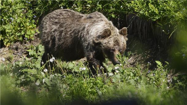 Nach Zwischenfällen: Slowakei zählt ihre Braunbären Ein Braunbär ist im Tal Zadné Meďodoly in Tatranská Javorina unterwegs. (Archivbild)