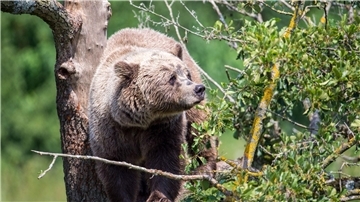 Ein Braunbär klettert im Gehege im Wildpark Poing (Bayern) auf einem Baum.