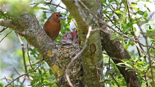 Ein Buchfink sitzt am Nest im Gebüsch und füttert seine Jungen.