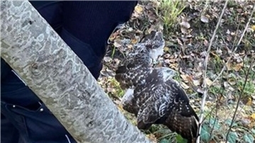 Ein Bussard hatte sich in einem Zaun verfangen. Polizeibeamte befreiten das Tier.
