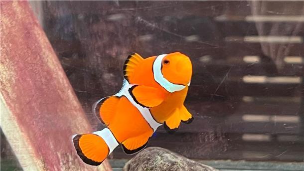 Ein Clownfisch schwimmt in einem Becken im Marine Discovery Centre des Resorts SAii Phi Phi Island Village.