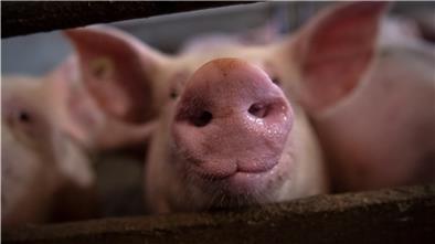Ein Deutscher isst durchschnittlich 46 Schweine in seinem Leben.