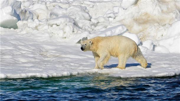 Ein Eisbär hat sich zum ersten Mal mit dem Vogelgrippe-Virus infiziert.(Archivbild)