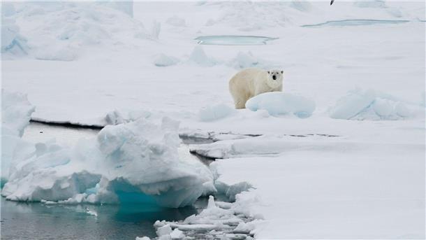 Phänomen: Arktisches Eis im Sommer von Schnee bedeckt Ein Eisbär steht auf einer Eisscholle.