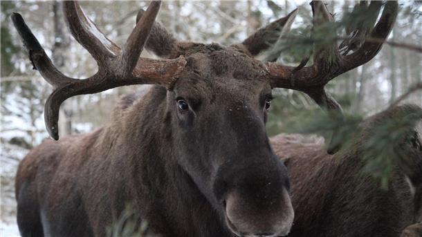 Weniger Nachwuchs: Klimakrise trifft Schwedens Elche  Ein Elchbulle steht im Wildtierpark Öster Malma in Schweden.