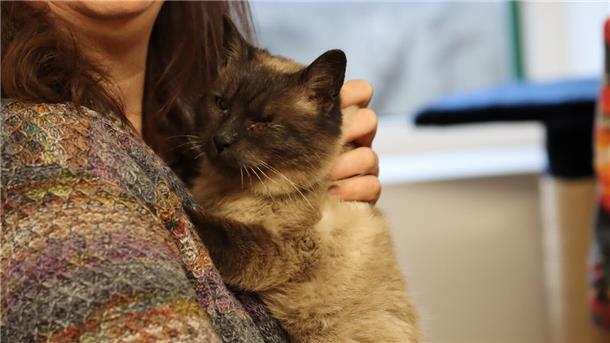 Diese Tarmstedterin rettet frei lebende Katzen - und erntet trotzdem Kritik Ein entzündetes Auge, schlechte Zähne und klapperdürr: Mitten im Winter wurde diese Katze neben einem Abfallbetrieb ausgesetzt. Nina Blome päppelt das kranke Tier auf und hofft, neue Besitzer für den Siam-Mix zu finden.