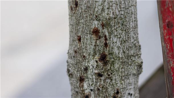 Opportunistische Pilze machen Bäumen zu schaffen Ein erkrankter Baum ist in der Innenstadt von Freiburg zu sehen. Aufgrund extremer werdender Klimabedingungen sind Bäume immer mehr biotischen und abiotischen Stressfaktoren ausgesetzt und dadurch anfällig für Schaderreger.