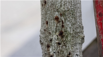 Ein erkrankter Baum ist in der Innenstadt von Freiburg zu sehen. Aufgrund extremer werdender Klimabedingungen sind Bäume immer mehr biotischen und abiotischen Stressfaktoren ausgesetzt und dadurch anfällig für Schaderreger.