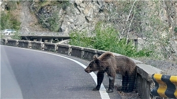 Ein etwa fünf Jahre alter Jungbär auf der Bergstraße Transfagarasan in den rumänischen Karpaten knurrt Autofahrer an.