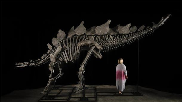 Stegosaurus-Skelett könnte sechs Millionen Dollar bringen Ein etwa sechs Meter langes und 3,50 Meter hohes Stegosaurus-Skelett mit dem Spitznamen „Apex“.