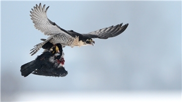 Ein europäischer Wanderfalke fliegt mit einer kurz zuvor geschlagenen Krähe über ein Feld.