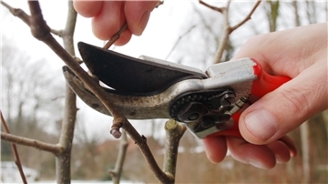 Ein fachgerechter Obstbaumschnitt sorgt für eine reiche Ernte und gesunde Bäume.