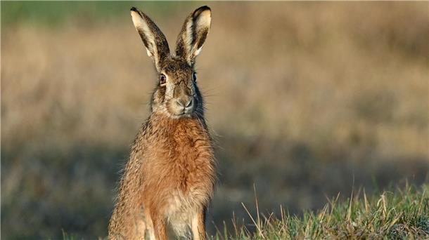 Ein Feldhase (Lepus europaeus) hockt am frühen Morgen an einem Feldrand.