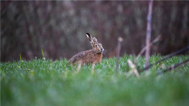 Biene, Hase, Regenwurm: Wie geht es Tieren im Hochwasser? Ein Feldhase im Regen auf einer Wiese. Das Hochwasser hat auch Auswirkungen auf Wildtiere.