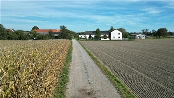 Ein Feldweg in Naarn.