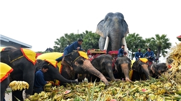 Ein Festmahl für die Elefanten in Pattaya.