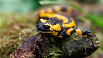 Ein Feuersalamander im Tiergarten Nürnberg. Die Art ist bedroht, unter anderem durch eine Pilzerkrankung.
