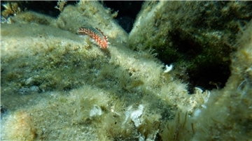 Ein Feuerwurm (Hermodice carunculata) zwischen Korallen im Meer.