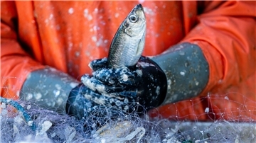 Ein Fischer pult im Hafen frisch gefangene Heringe aus den Stellnetzen.
