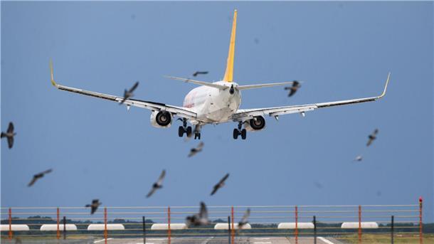 Ein Flugzeug von Pegasus Airlines landet  hinter einem Vogelschwarm in deutlicher Schräglage am Flughafen Hannover.