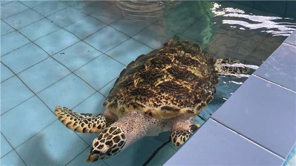 Rituale und Fischernetz: Bali rettet Meeresschildkröten Ein freiwilliger Helfer steht vor einem Becken mit einer verletzten Echten Karettschildkröte. Diese Art ist vom aussterben bedroht.