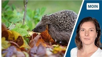 Igel und Porträt einer Frau