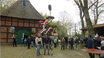Menschen feiern vor einem historischen Fachwerkhaus mit Reetdach die Aufstellung eines bunt geschmückten Maibaums mit Kränzen und Bändern; Zuschauer stehen auf dem Kopfsteinpflasterplatz und beobachten das Geschehen.