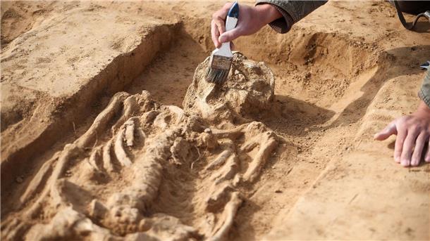 Vorburgen und Gräber der Königspfalz Helfta entdeckt Ein Grabungsteilnehmer legt ein Grab aus der Karolingerzeit auf dem Gelände der Königspfalz Helfta frei.