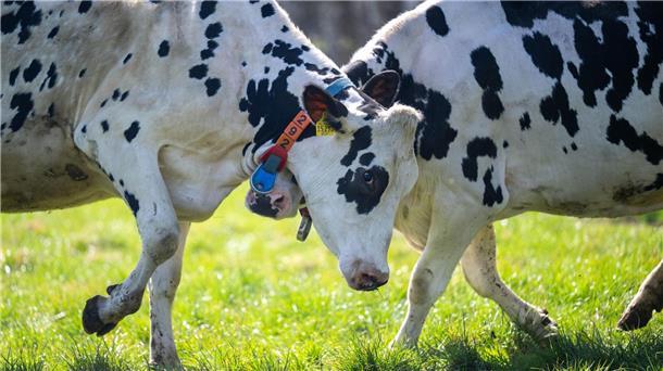 Rinder sind die größte Quelle für Treibhausgasemissionen Ein Großteil des Treibhausgasausstoßes der Landwirtschaft in Niedersachsen geht auf das Konto von Wiederkäuern wie Rindern oder Schafen. (Archivfoto)
