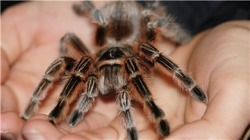 Ein gruseliges Vergnügen: Diese Spinne aus Chile krabbelt sogar über die eigene Hand.