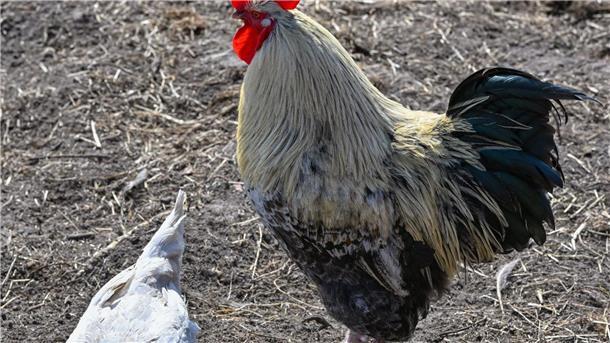 Ein Hahn und ein Huhn auf einem Bauernhof in der Freilandhaltung.