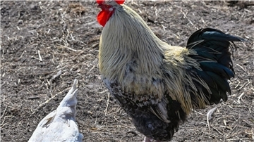 Ein Hahn und ein Huhn auf einem Bauernhof in der Freilandhaltung.