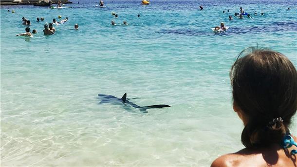 Ein Hai schwimmt durch flaches Wasser auf Mallorca und erschreckt Badegäste.
