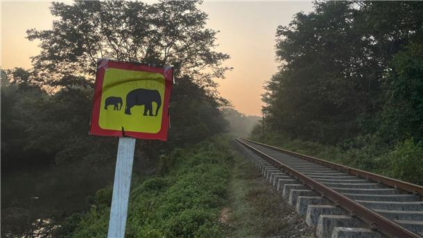 Sechs Elefanten sterben in Sri Lanka bei Kollision mit Zug Ein Hinweisschild warnt vor wilden Elefanten. (Foto aktuell)