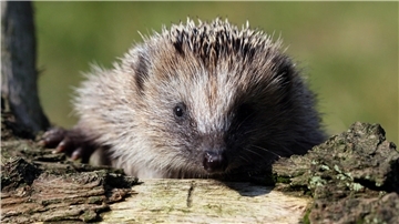 Ein Igel kann zum Beispiel in einem Holzstapel im Garten Unterschlupf finden.
