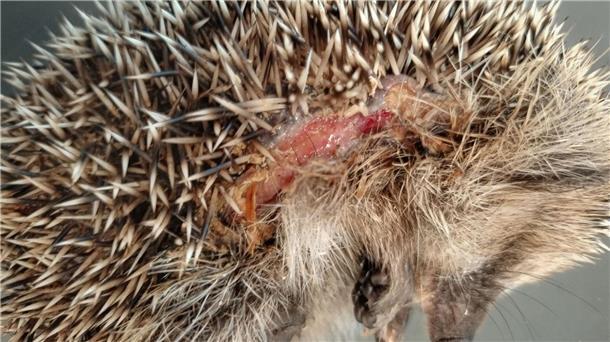 Ein Igel mit Schnittverletzungen.