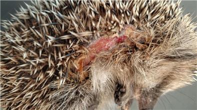 Ein Igel mit Schnittverletzungen.
