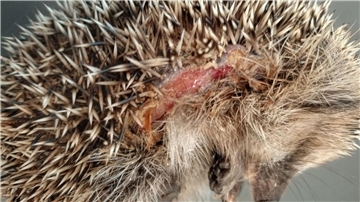 Ein Igel mit Schnittverletzungen.