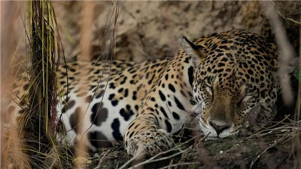Ein Jaguar hält im Park Encontro das Aguas im Pantanal-Feuchtgebiet nahe dem brasilianischen Pocone ein Nickerchen.