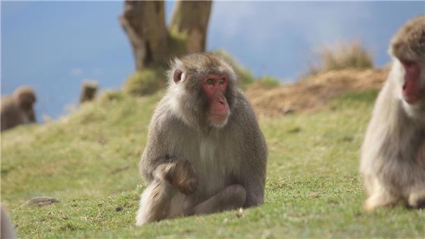 Ausgebüxter Affe sorgt in Schottland für Aufregung Ein Japanmakak (Macaca fuscata) im Highland Wildlife Park im schottischen KIncraig.