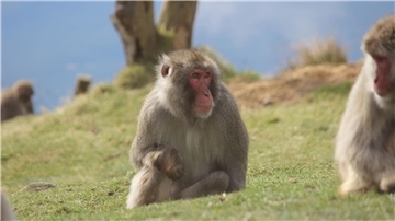 Ein Japanmakak (Macaca fuscata) im Highland Wildlife Park im schottischen KIncraig.