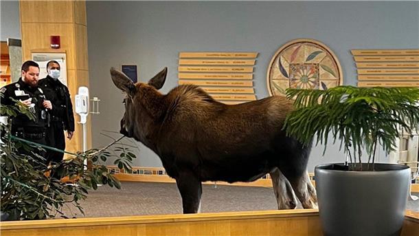 Ohne Termin: Elch in Alaska im Krankenhaus aufgetaucht Ein junger Elch steht in einem Krankenhaus in Anchorage zwei Mitarbeitern gegenüber.