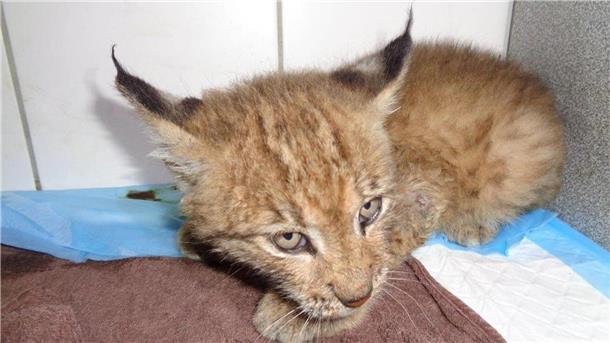 Luchsbaby wird in Niedersachsen auf Freiheit vorbereitet Ein junger Luchs liegt in einer Tierarztpraxis.