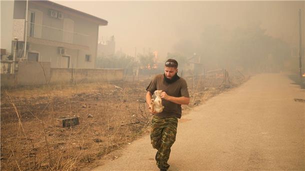 Griechenland kämpft gegen zahlreiche Brände Ein junger Mann rettet eine kleine Katze vor den Flammen.