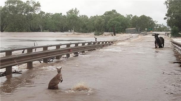 Jahrhundertflut in australischer Kimberley-Region Ein Känguru und eine Kuh inmitten des Hochwassers in Kimberly.