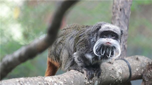 Mysteriöser Tierraub in Zoo - Mutmaßlicher Affendieb gefasst Ein Kaiserschnurrbarttamarin im Zoo von Dallas.