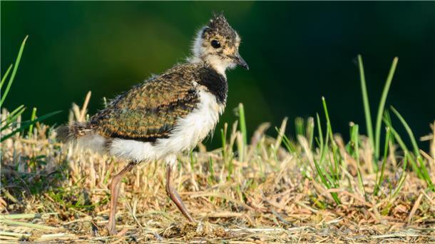 Ein Kiebitzküken (Vanellus vanellus) geht an einem Feldrand entlang. 